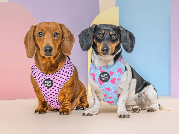 Lulu and Polly the dogs